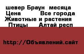 шевер Браун 2месяца › Цена ­ 200 - Все города Животные и растения » Птицы   . Алтай респ.